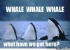 upload_2017-6-16_16-56-33.jpeg