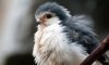Pygmy Falcon 01.jpg