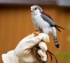 Pygmy Falcon 02.jpg