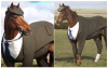 dashing horse in suit.png