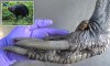 Cassowary toe claw.jpg
